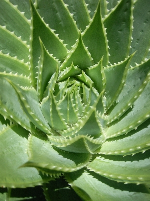 Foto Cactus
 pianta fiore fioritura