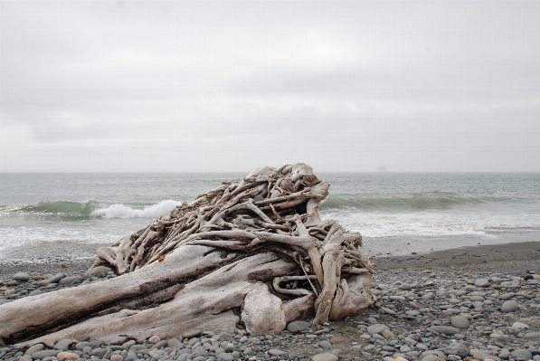 Beach landscape driftwood sea Photo