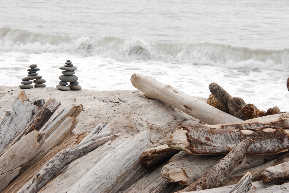 Beach landscape driftwood sea