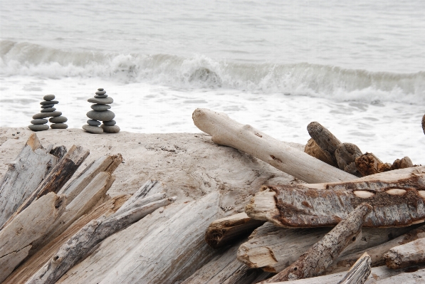 Beach landscape driftwood sea Photo