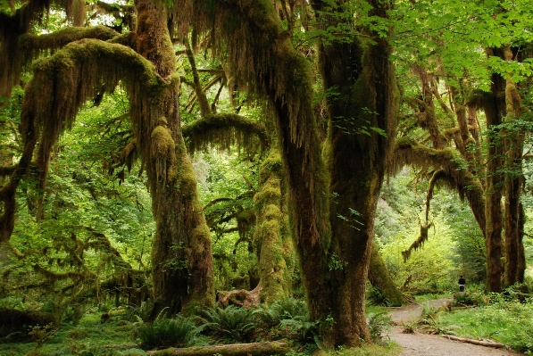 Landscape tree nature forest Photo