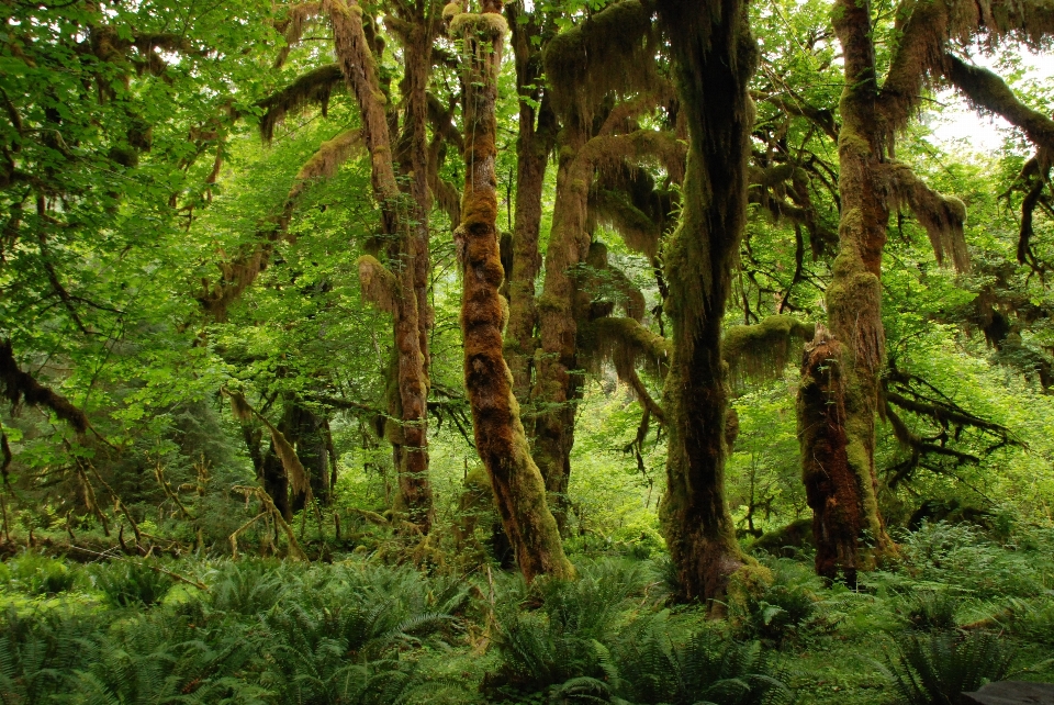 Landscape tree nature forest