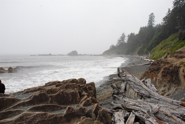 Beach landscape driftwood sea Photo