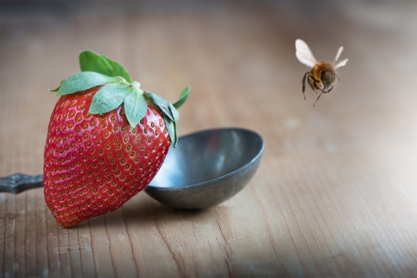 Plant fruit sweet flower Photo