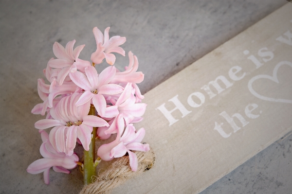 Plant white flower petal Photo