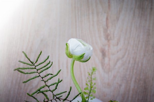 Branch blossom plant white Photo