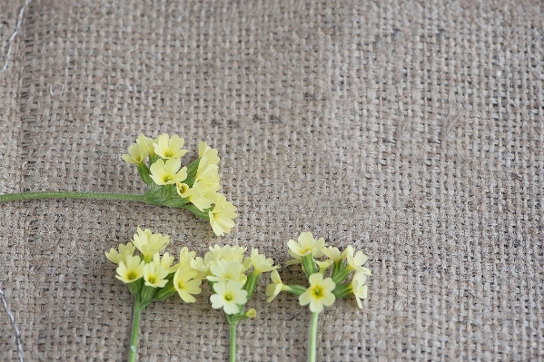 Plant leaf flower spring Photo