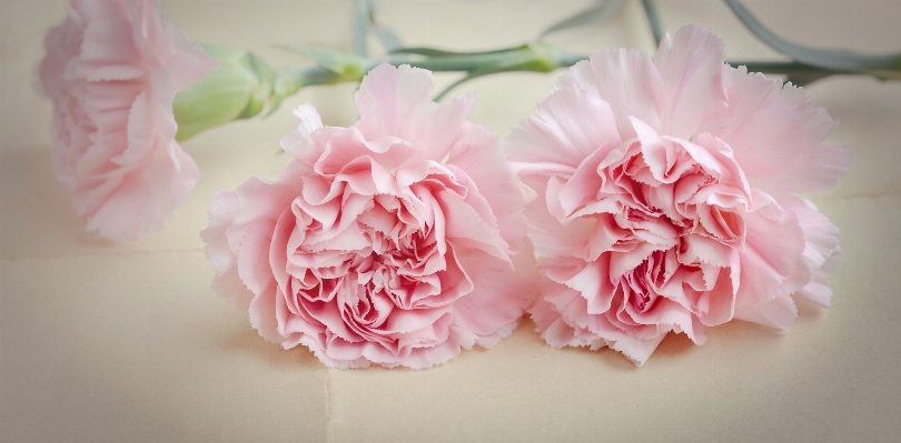 Plant flower petal pink Photo