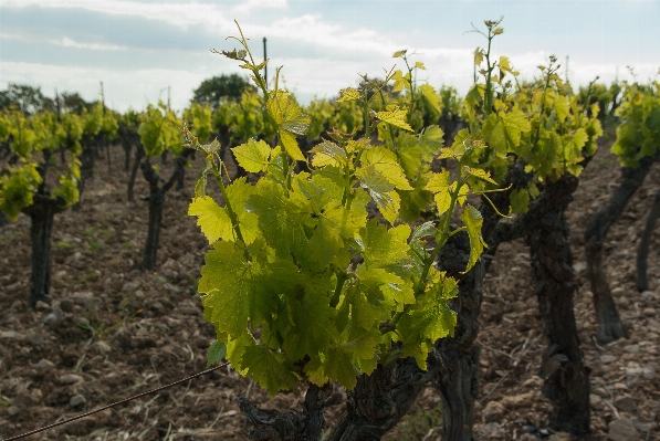 Tree plant vine vineyard Photo