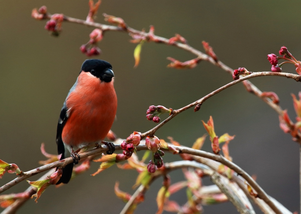 自然 ブランチ 花 鳥