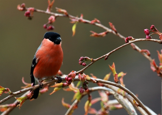 Nature branch blossom bird Photo