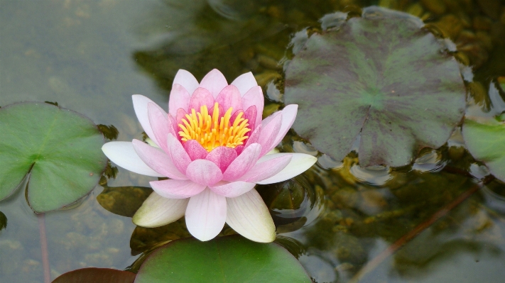 Blossom plant leaf flower Photo