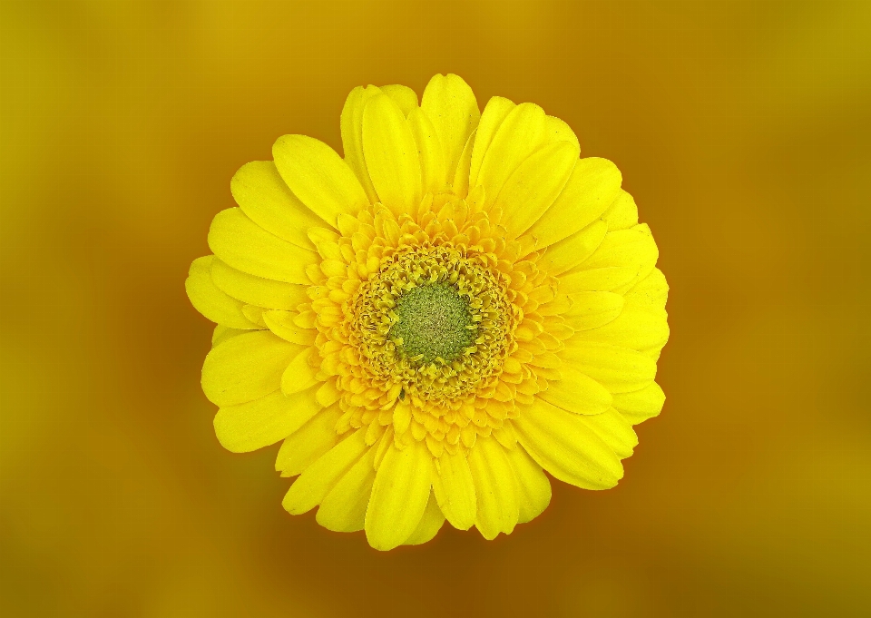 Blossom plant photography flower