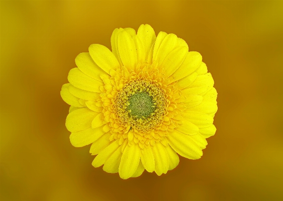 Blossom plant photography flower Photo