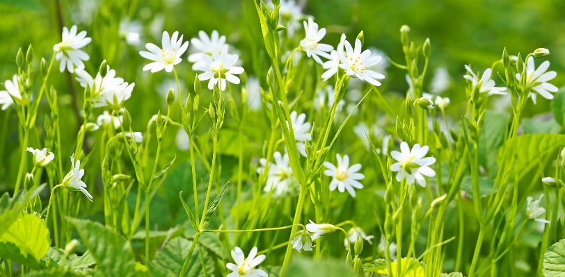 Nature grass plant field Photo