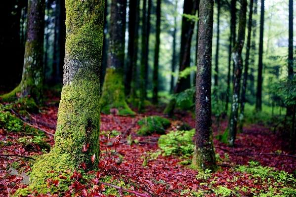 Foto Pohon alam hutan cabang