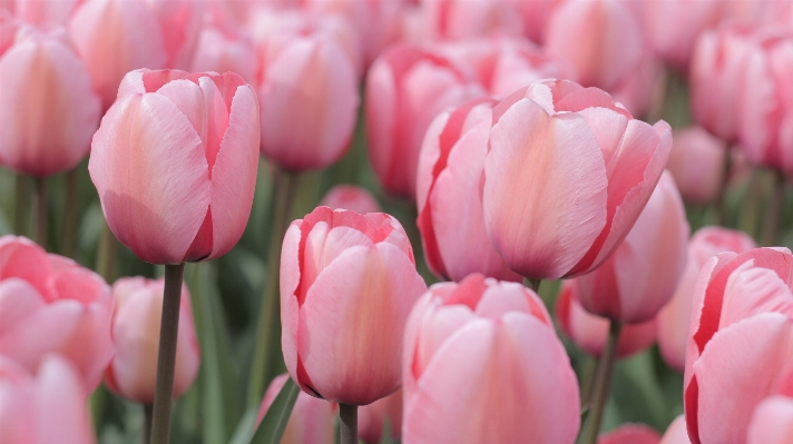 Plant field flower petal Photo