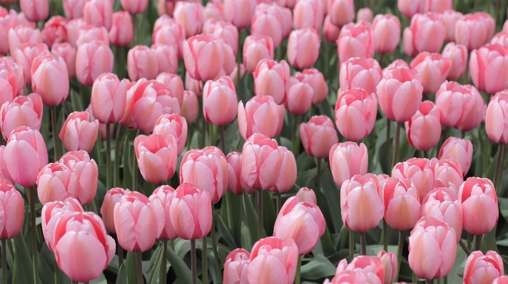 Plant field flower petal Photo