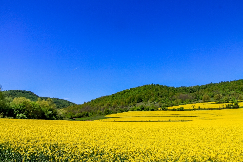 Paesaggio natura foresta all'aperto