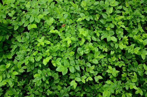 Nature grass plant lawn Photo