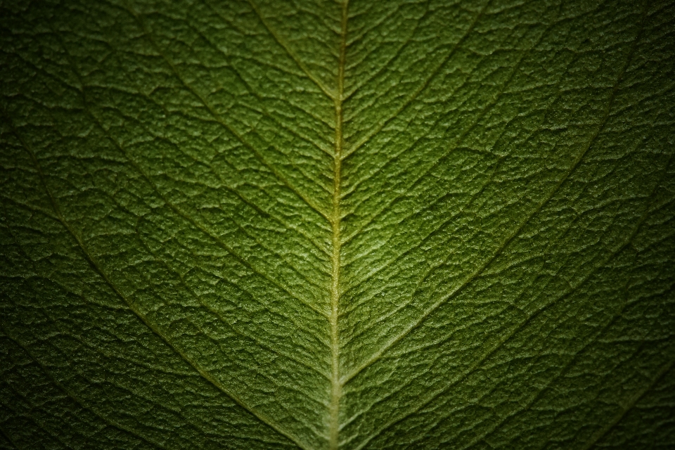 Albero ramo pianta foglia