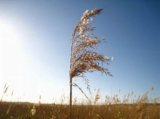 Tree nature grass horizon Photo