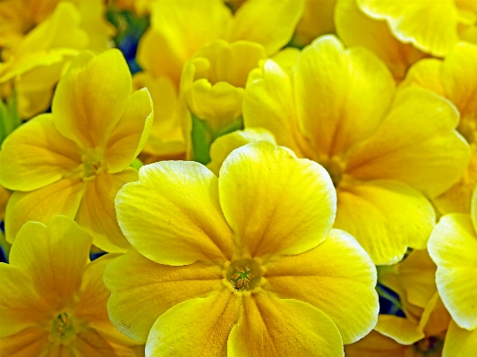 自然 植物 花 花弁 写真