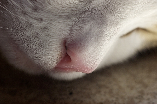 Hand white leg cat Photo