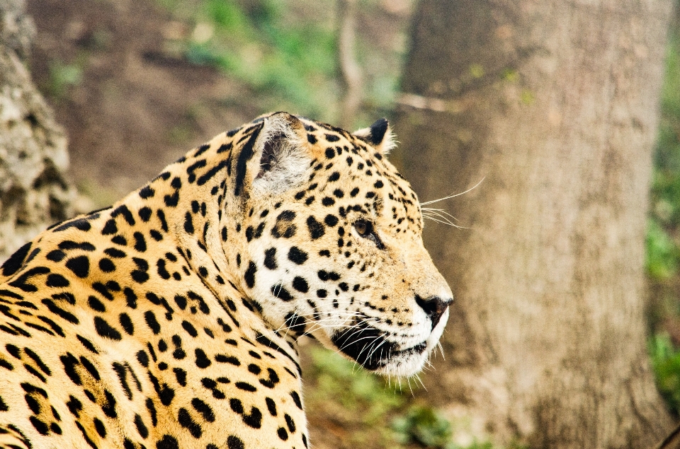 Faune zoo chat mammifère