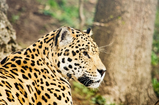 Zdjęcie Dzikiej przyrody ogród zoologiczny kot ssak