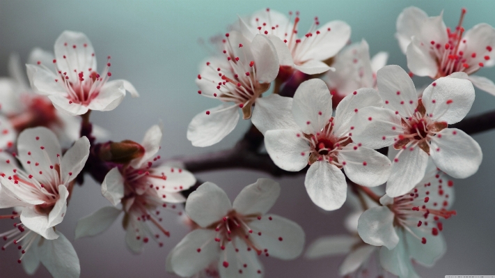 Branch blossom plant photography Photo