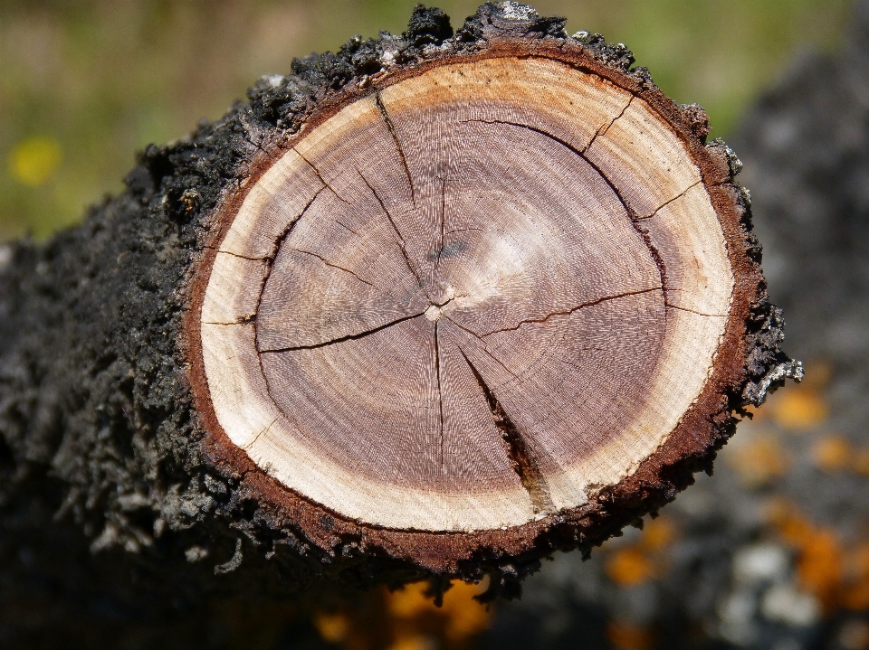 Drzewo natura oddział zakład