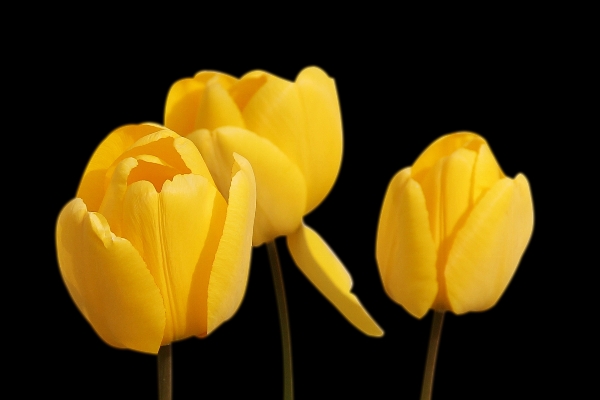 Plant flower petal tulip Photo