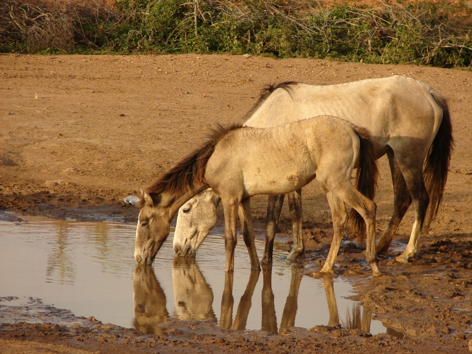 Paesaggio natura campo lago