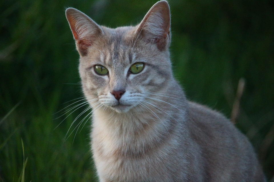 Gatito gato mamífero fauna