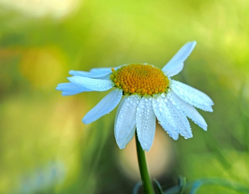 Nature blossom plant field Photo