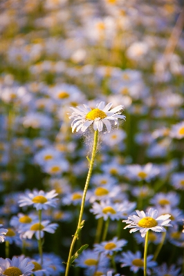 Nature grass blossom plant Photo