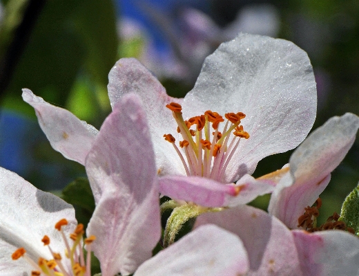 Nature branch blossom plant Photo