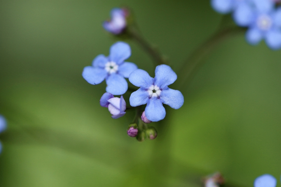 Naturaleza florecer planta fotografía