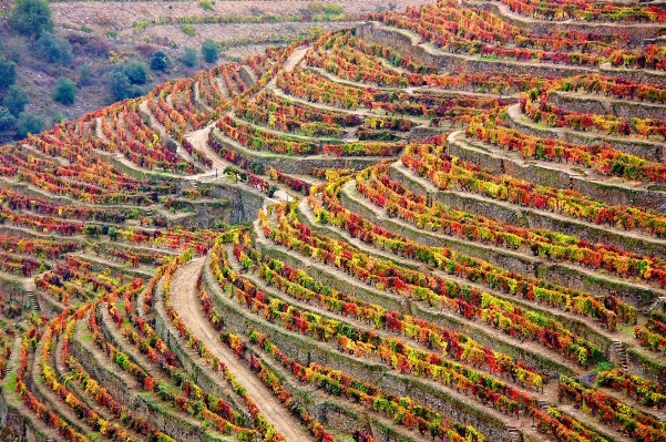 Landscape field soil agriculture Photo