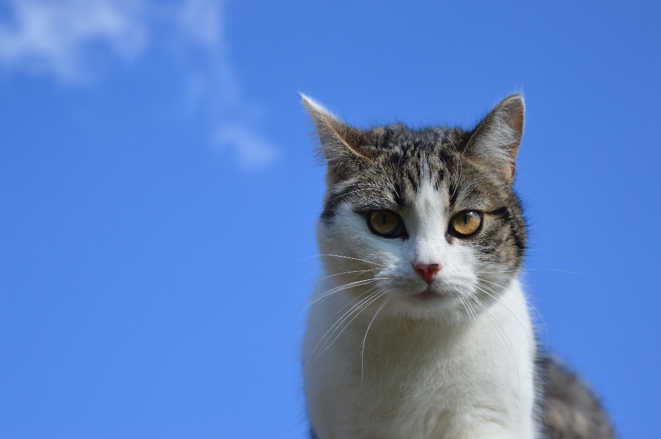 Ciel chaton chat mammifère