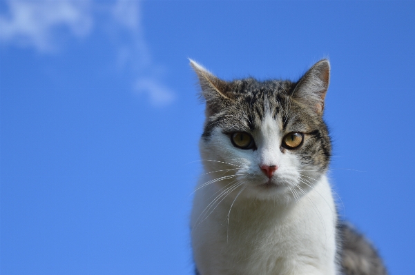 天空 小猫 猫 哺乳动物 照片