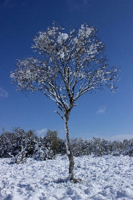 Landscape tree nature marsh Photo