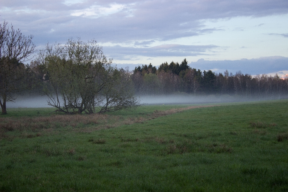 Paesaggio albero natura foresta