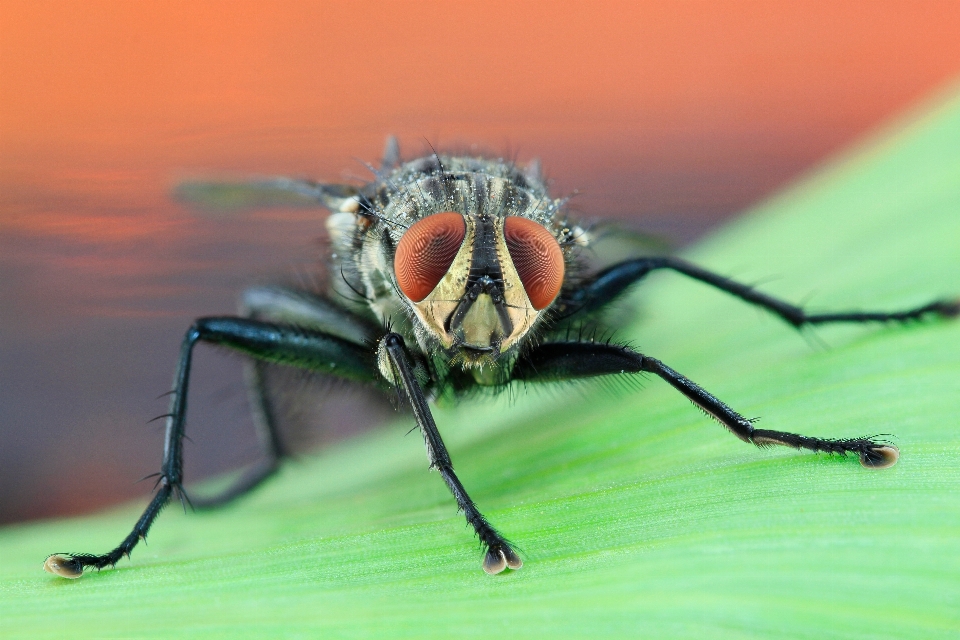 La photographie voler insecte macro