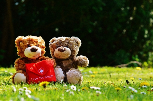 Grass flower bear love Photo