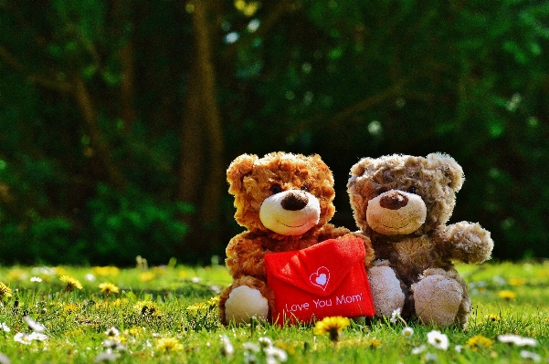 Grass flower bear love Photo