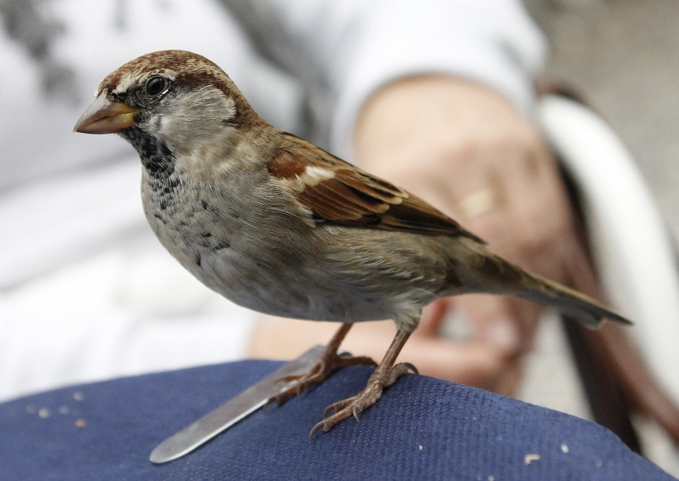 Pájaro animal fauna silvestre pico