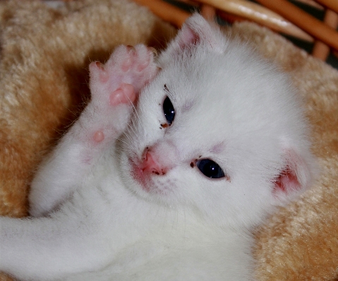 Foto Doce bicho de estimação gatinho gato