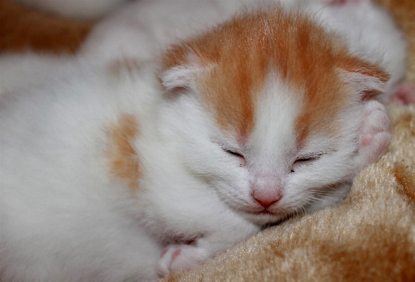 Foto Doce bicho de estimação gatinho gato